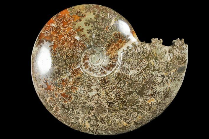 Polished, Agatized Ammonite (Cleoniceras) - Madagascar #133263